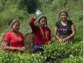 Détails : Le thé du Népal, ses saveurs, ses arômes
