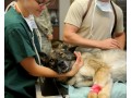 Détails : GEOALLO Urgence Vétérinaire, votre vétérinaire d'urgence 
