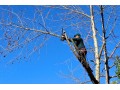 Détails : Travaux Forestiers Bunout : votre partenaire pour l’élagage des arbres à Lisieux