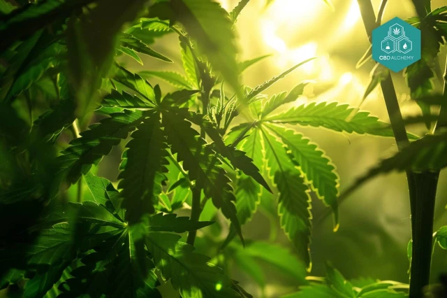 cbd-alchemy-03.webp