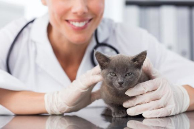 clinique-veterinaire-du-pre-athelin-02.j