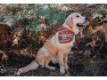 Détails : Savage Pups : Achetez un bandana pour votre chien
