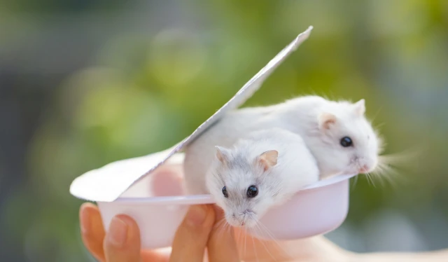 souris-extermination-02.webp