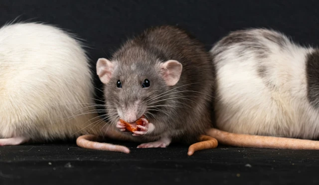 souris-extermination-04.webp