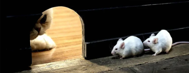 souris-extermination-05.webp