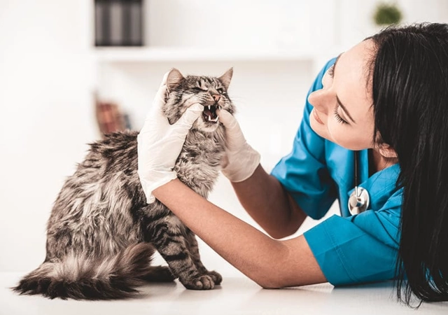 veterinaire-de-garde-toulouse-03.webp